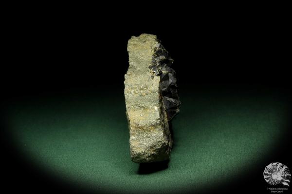 Sphalerit XX auf Pyrit (12572) ein Mineral aus Russland | Mineralien | Weltweit