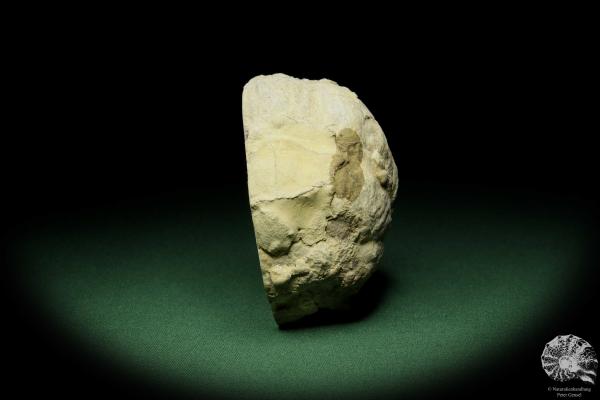 Calcit XX auf Gips (12574) ein Mineral aus Deutschland | Mineralien | aus Deutschland