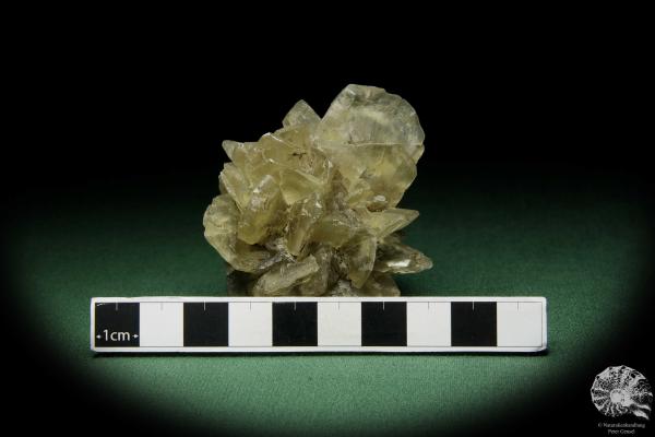 Gypsum XX (12577) a mineral from Germany | Minerals | From Germany