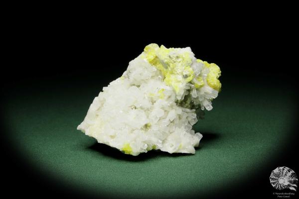 Coelestin XX auf Schwefel (12583) ein Mineral aus Polen | Mineralien | Weltweit