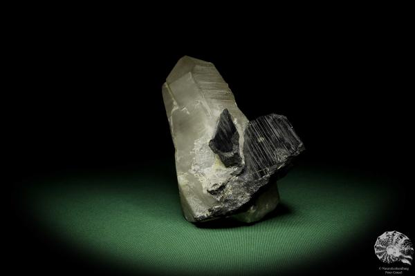 Quartz XX with Wolframite XX (12641) a mineral from Kazakhstan | Minerals | Global