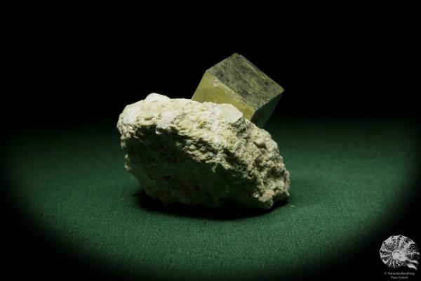 Pyrit XX in Tonschiefer (12655) ein Mineral aus Spanien | Mineralien | Weltweit