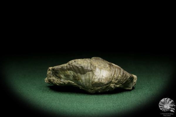 Pterospirifer alatus (12705) a shell from Germany | Fossils | Shells & Brachiopods