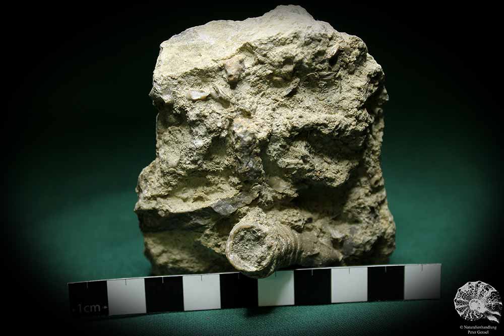 Tryplasma spec. (1271) a coral from Sweden | Fossils | Corals