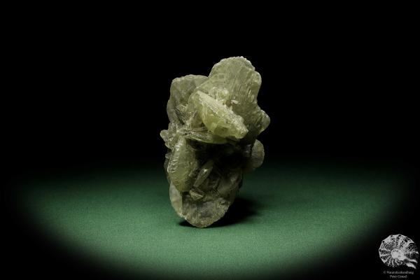 Gips XX (12717) ein Mineral aus Deutschland | Mineralien | aus Deutschland