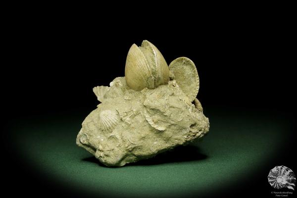 Glycymeris spec. (12723) a shell from Italy | Fossils | Shells & Brachiopods