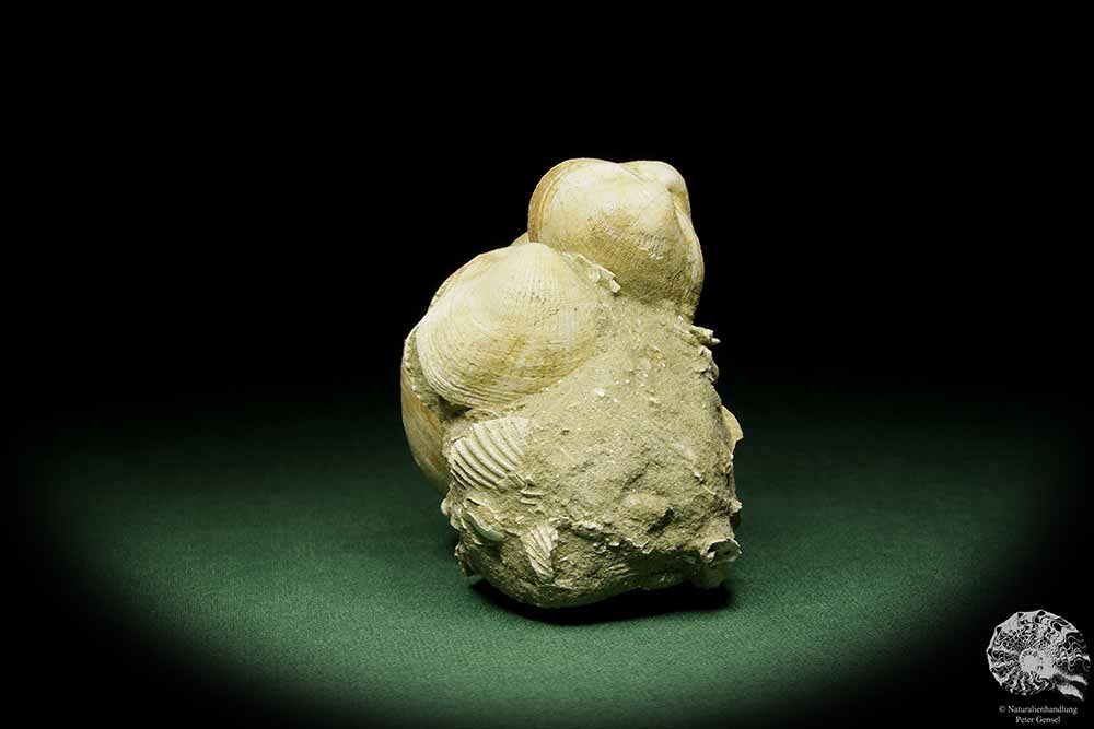 Glycymeris spec. (12724) a shell from Italy | Fossils | Shells & Brachiopods