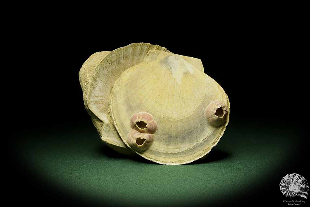 Pecten cf. jacobaeus & Balanus spec. (12725) eine Muschel aus Italien | Fossilien | Muscheln & Brachiopoden