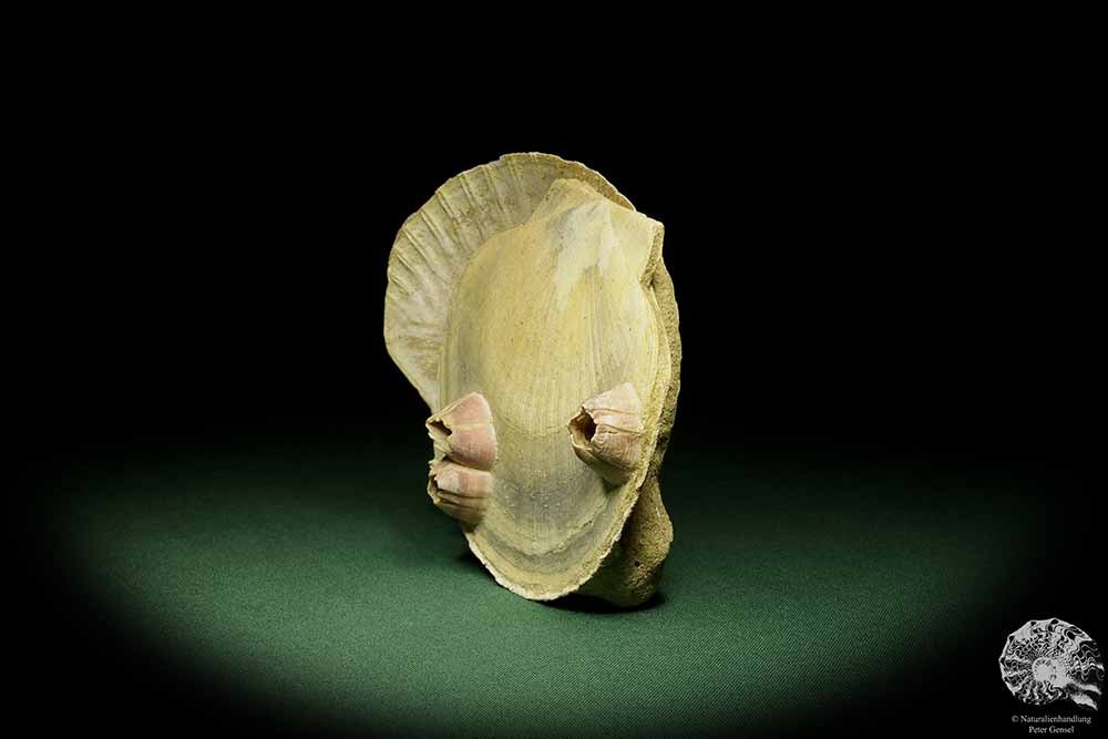 Pecten cf. jacobaeus & Balanus spec. (12725) a shell from Italien | Fossils | Shells & Brachiopods