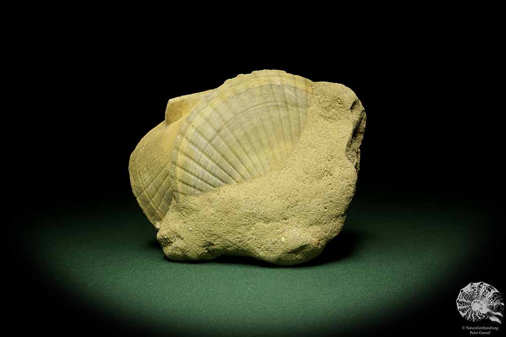 Pecten cf. jacobaeus & Balanus spec. (12725) eine Muschel aus Italien | Fossilien | Muscheln & Brachiopoden