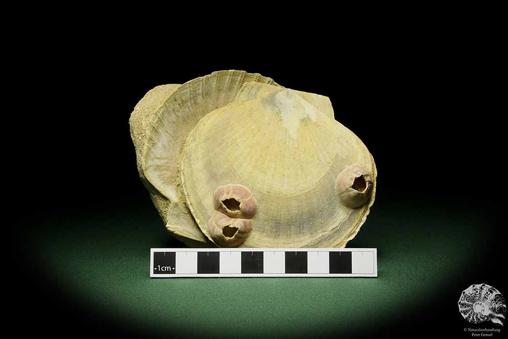 Pecten cf. jacobaeus & Balanus spec. (12725) a shell from Italien | Fossils | Shells & Brachiopods