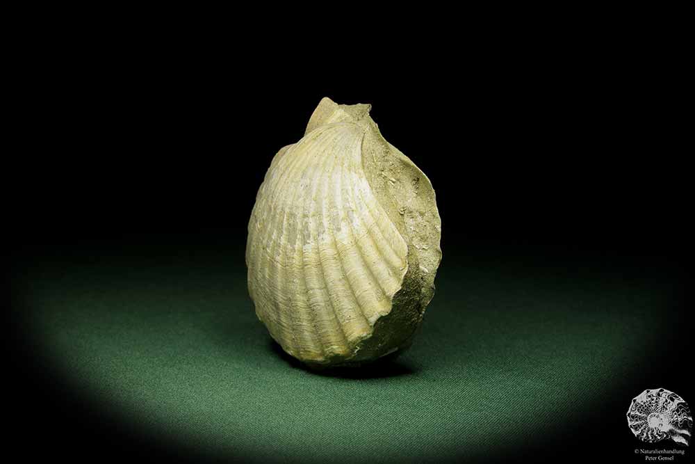 Pecten spec. (12726) eine Muschel aus Italien | Fossilien | Muscheln & Brachiopoden