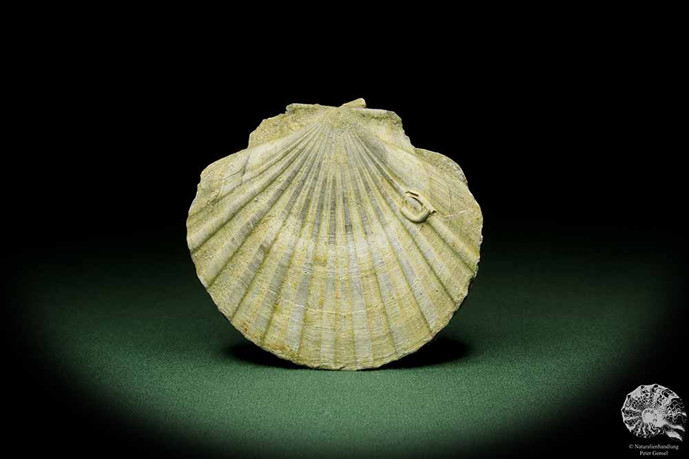 Pecten spec. (12726) eine Muschel aus Italien | Fossilien | Muscheln & Brachiopoden