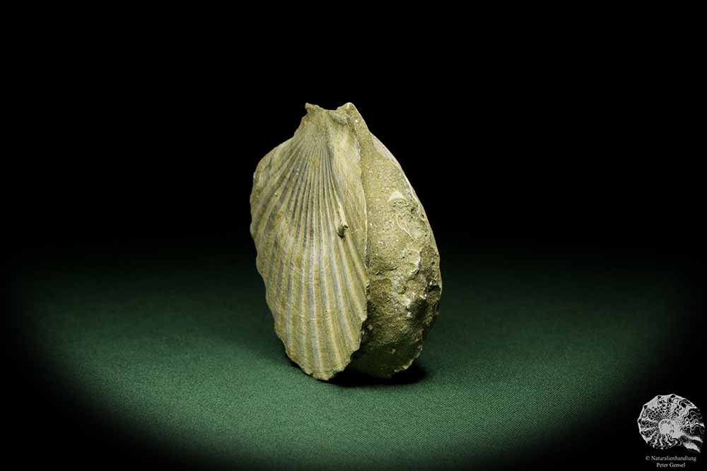 Pecten spec. (12726) a shell from Italy | Fossils | Shells & Brachiopods