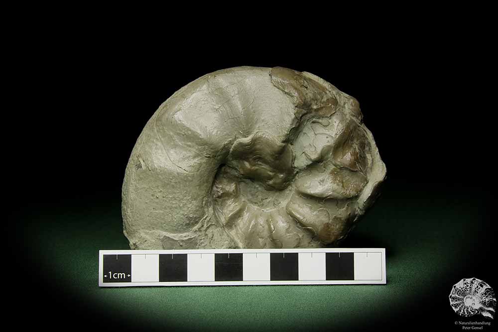 Ceratites evolutus with Placunopsis ostracina (12746) a cephalopod from Germany | Fossils | Cephalopods