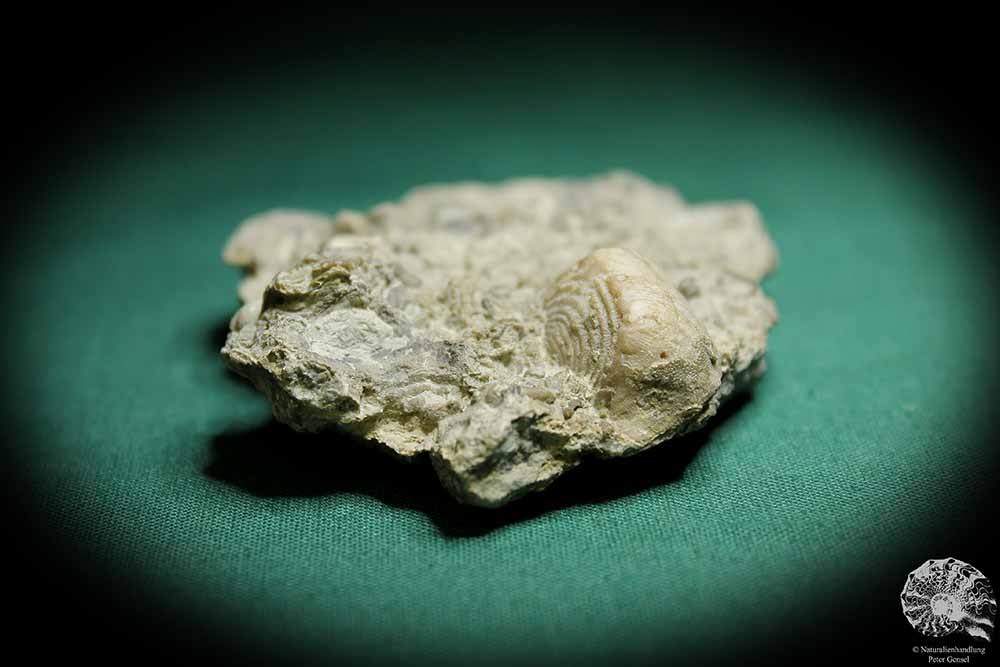 Leptaena depressa (1276) eine Muschel aus Schweden | Fossilien | Muscheln & Brachiopoden