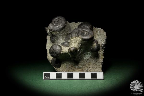 Platyclymenia spec. & Imitoceras spec. & Goniatitidae ssp. (12769) a cephalopod from Morocco | Fossils | Cephalopods