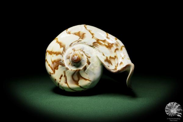 Cymbiola nobilis (12793) a snail from Vietnam | Conchylia | Snails