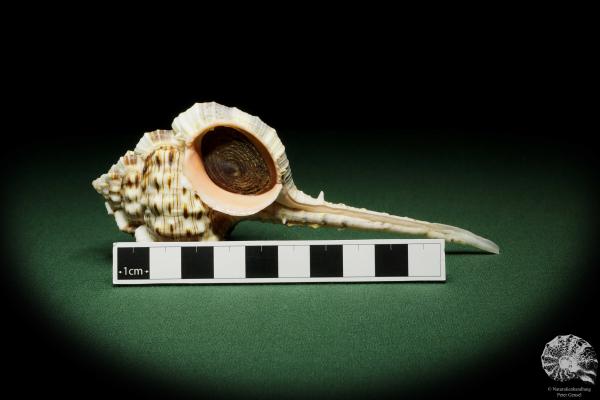 Haustellum haustellum (12838) a snail from Philippines | Conchylia | Snails