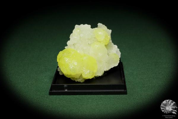 Brucit XX (12867) ein Mineral aus Pakistan | Mineralien | Weltweit