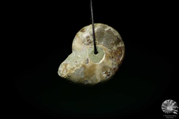 Desmoceras spec. (13075) a gem from fossils from East Africa | Nature jewelry | From Fossils