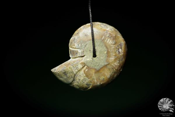 Desmoceras spec. (13078) a gem from fossils from East Africa | Nature jewelry | From Fossils