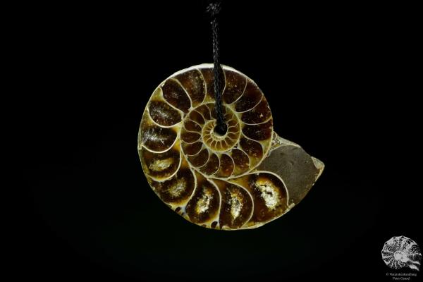 Desmoceras spec. (13088) ein Schmuckstück aus Fossilien aus Ostafrika | Naturschmuck | aus Fossilien