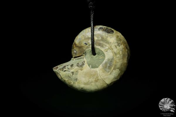 Desmoceras spec. (13091) ein Schmuckstück aus Fossilien aus Ostafrika | Naturschmuck | aus Fossilien