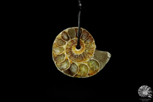 Desmoceras spec. (13096) a gem from fossils from East Africa | Nature jewelry | From Fossils