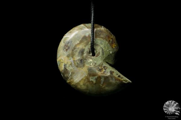 Desmoceras spec. (13097) a gem from fossils from East Africa | Nature jewelry | From Fossils