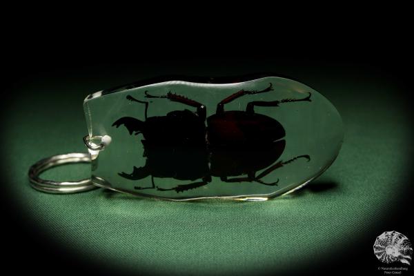 Dorcus spec. (13310) a gem from Acrylic from Southeast Asia | Nature jewelry | From Acrylic