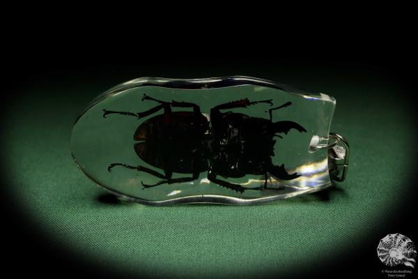 Dorcus spec. (13310) a gem from Acrylic from Southeast Asia | Nature jewelry | From Acrylic