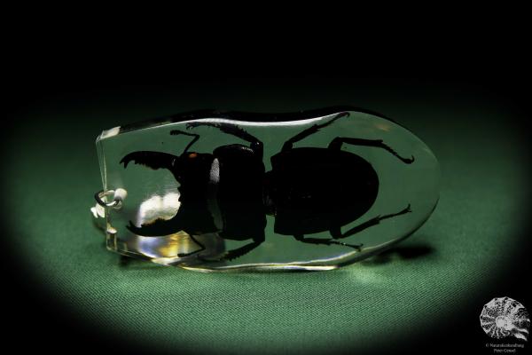 Dorcus spec. (13311) a gem from Acrylic from Southeast Asia | Nature jewelry | From Acrylic