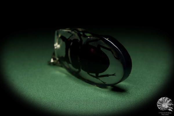 Dorcus spec. (13311) a gem from Acrylic from Southeast Asia | Nature jewelry | From Acrylic