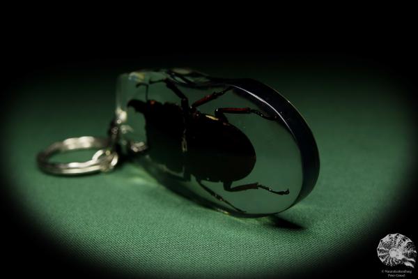 Dorcus spec. (13312) a gem from Acrylic from Southeast Asia | Nature jewelry | From Acrylic