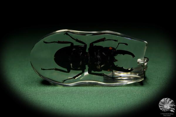 Dorcus spec. (13312) a gem from Acrylic from Southeast Asia | Nature jewelry | From Acrylic