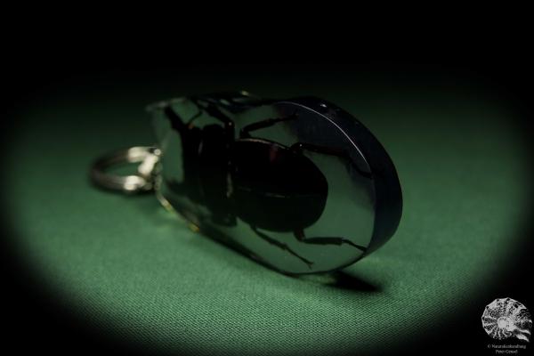 Dorcus spec. (13313) a gem from Acrylic from Southeast Asia | Nature jewelry | From Acrylic