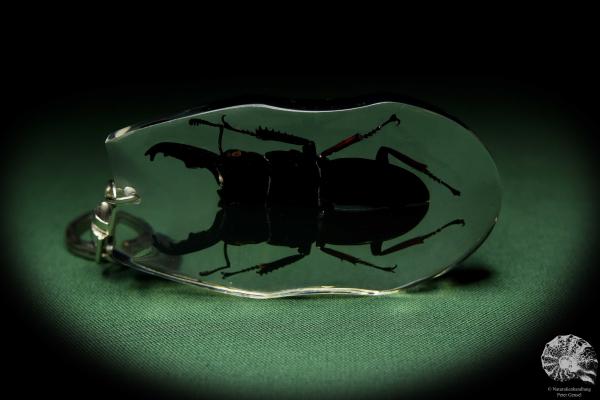 Dorcus spec. (13315) a gem from Acrylic from Southeast Asia | Nature jewelry | From Acrylic