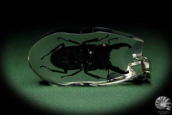 Dorcus spec. (13315) a gem from Acrylic from Southeast Asia | Nature jewelry | From Acrylic