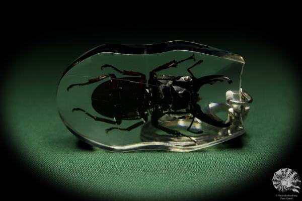 Dorcus spec. (13317) a gem from Acrylic from Southeast Asia | Nature jewelry | From Acrylic