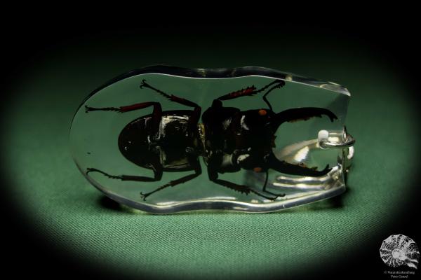 Dorcus spec. (13318) a gem from Acrylic from Southeast Asia | Nature jewelry | From Acrylic