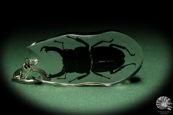 Dorcus spec. (13319) a gem from Acrylic from Southeast Asia | Nature jewelry | From Acrylic