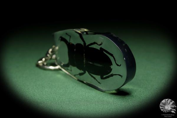 Dorcus spec. (13319) a gem from Acrylic from Southeast Asia | Nature jewelry | From Acrylic