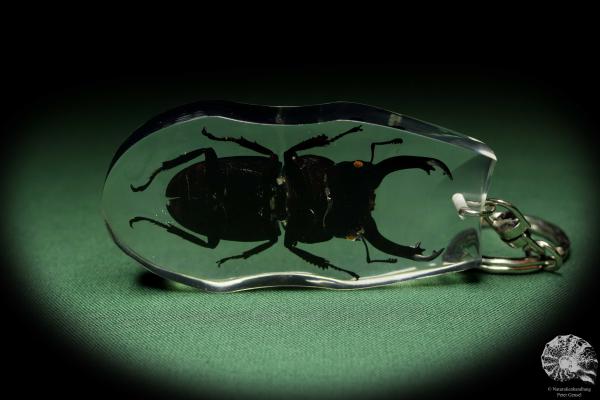 Dorcus spec. (13319) a gem from Acrylic from Southeast Asia | Nature jewelry | From Acrylic