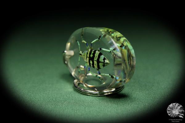 Eupholus spec. (13328) a gem from Acrylic from Southeast Asia | Nature jewelry | From Acrylic