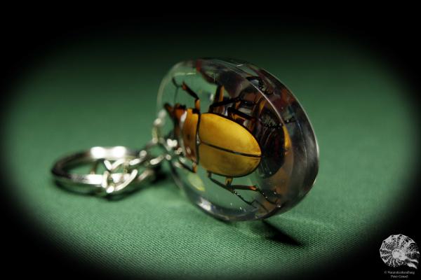 Homoderus spec. (13391) a gem from Acrylic from Southeast Asia | Nature jewelry | From Acrylic