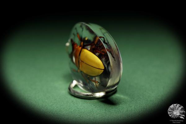 Homoderus spec. (13396) a gem from Acrylic from Southeast Asia | Nature jewelry | From Acrylic