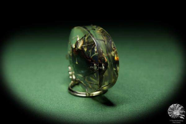 Cyphogastra javanica (13413) a gem from Acrylic from Southeast Asia | Nature jewelry | From Acrylic