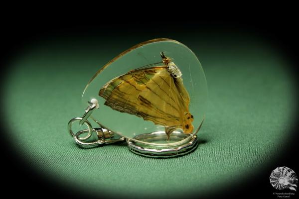 Cyrestis lutea (13458) a gem from Acrylic from Southeast Asia | Nature jewelry | From Acrylic