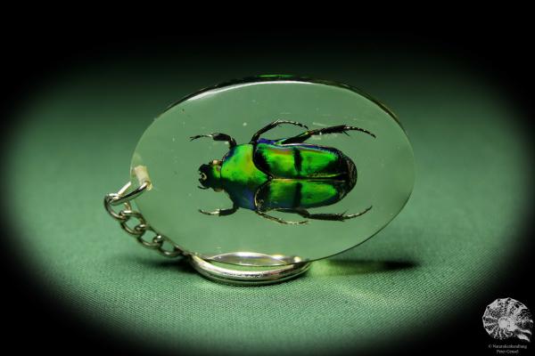 Ischiopsopha bifasciata (13489) a gem from Acrylic from Southeast Asia | Nature jewelry | From Acrylic